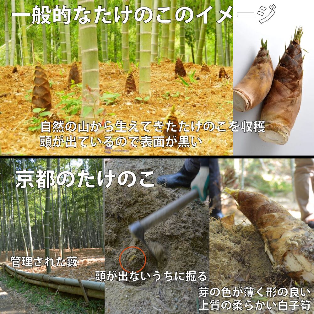 特選 朝堀 旬の京都のたけのこ特大4kg箱 クール便順次直送 Vegelab