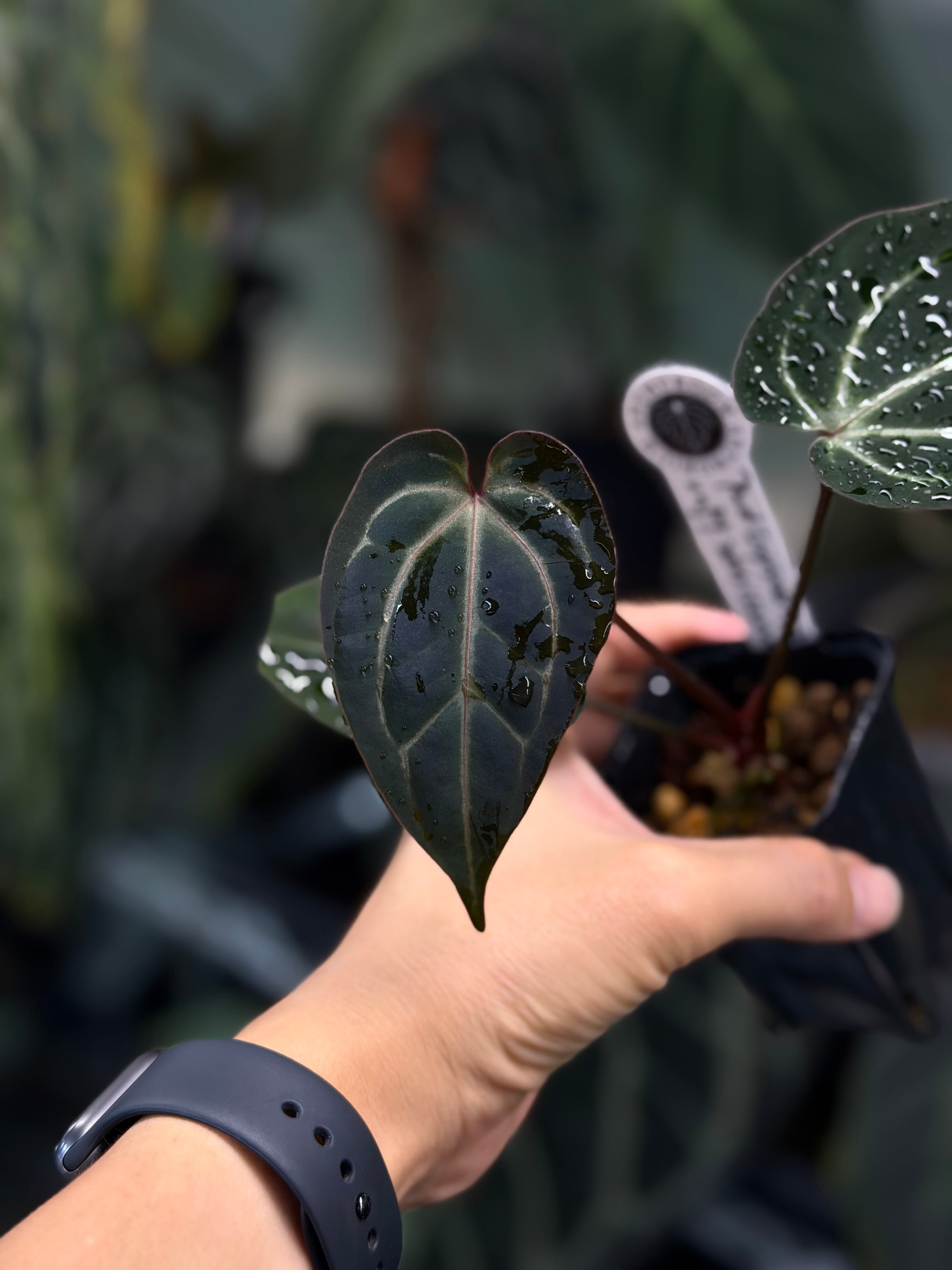 anthuroom