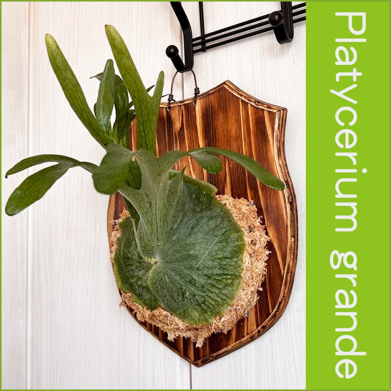 ビカクシダ グランデ 板付 【観葉植物 壁掛け コウモリラン】