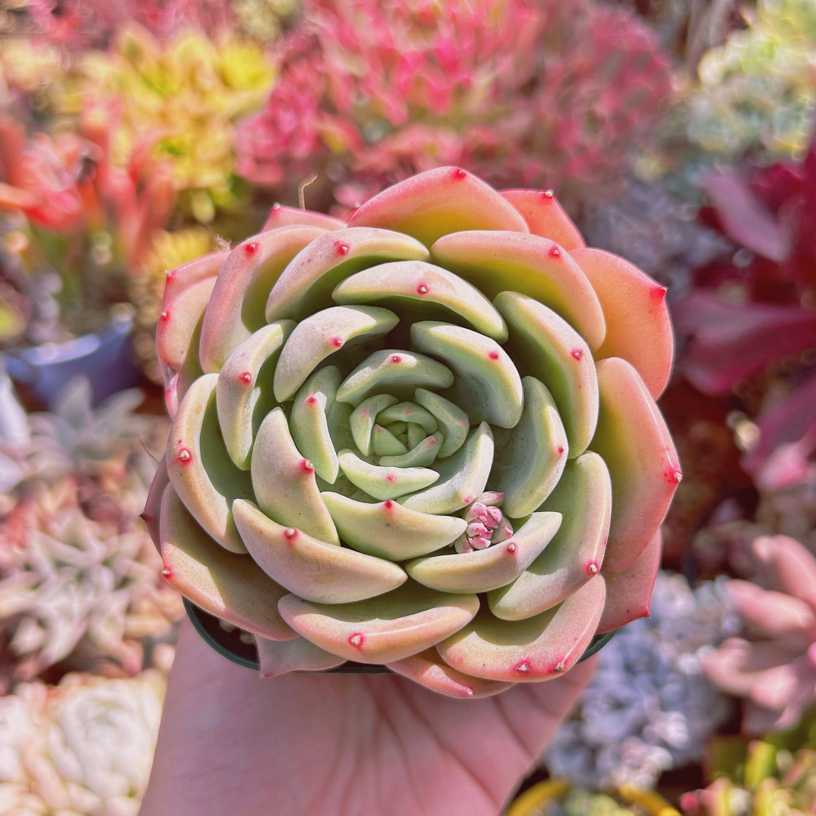 現物　多肉植物　 エルメス　特大