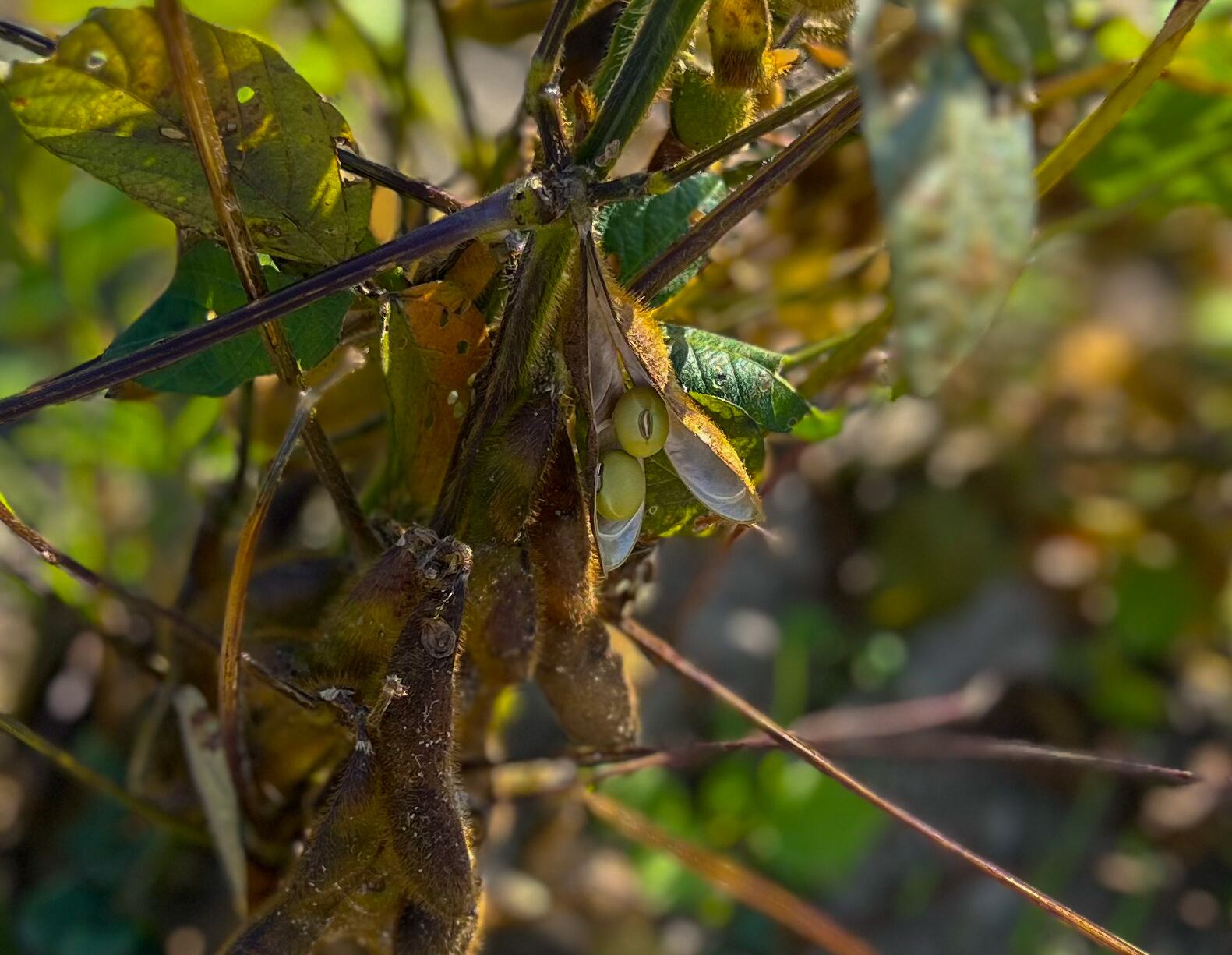 寄せ豆腐バラエティーセット