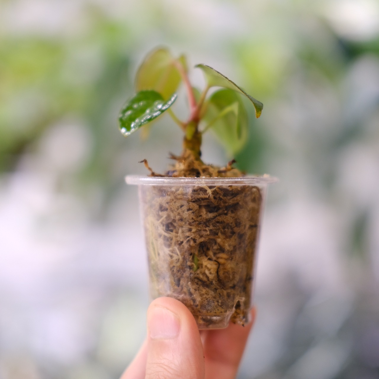 【実生】Anthurium Carlablackiae / アンスリウム カーラブラッキー⑦│観葉植物