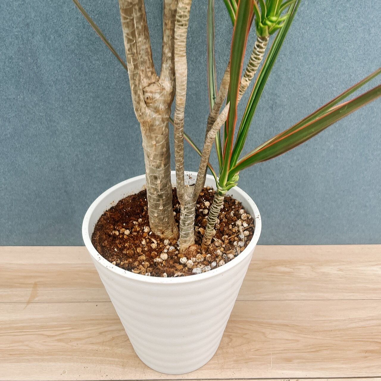 現品］85番 ドラセナ コンシンネ レインボー 観葉植物 室内 8号