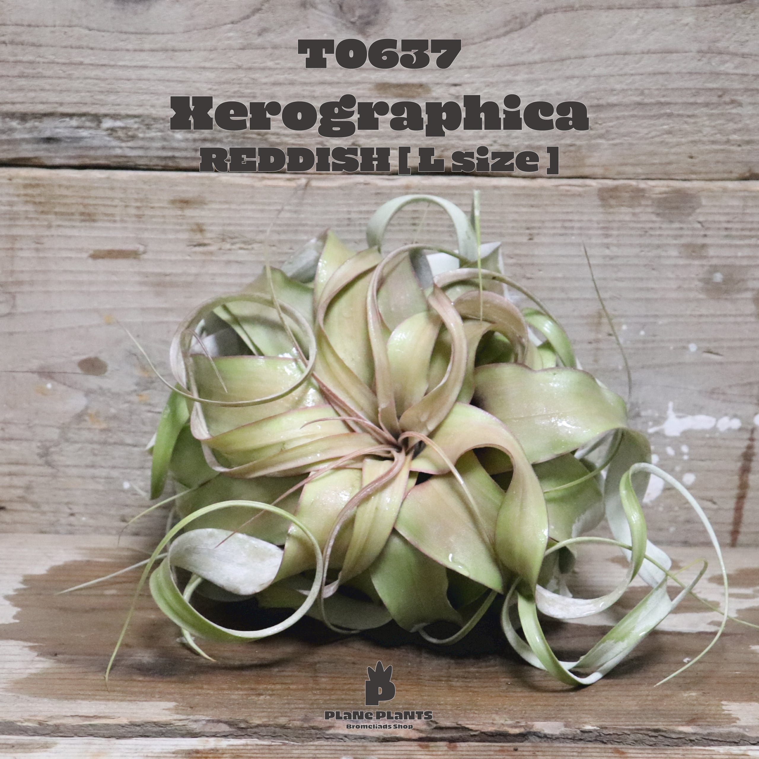 【送料無料】キセログラフィカ L〔エアプランツ〕現品発送T0637