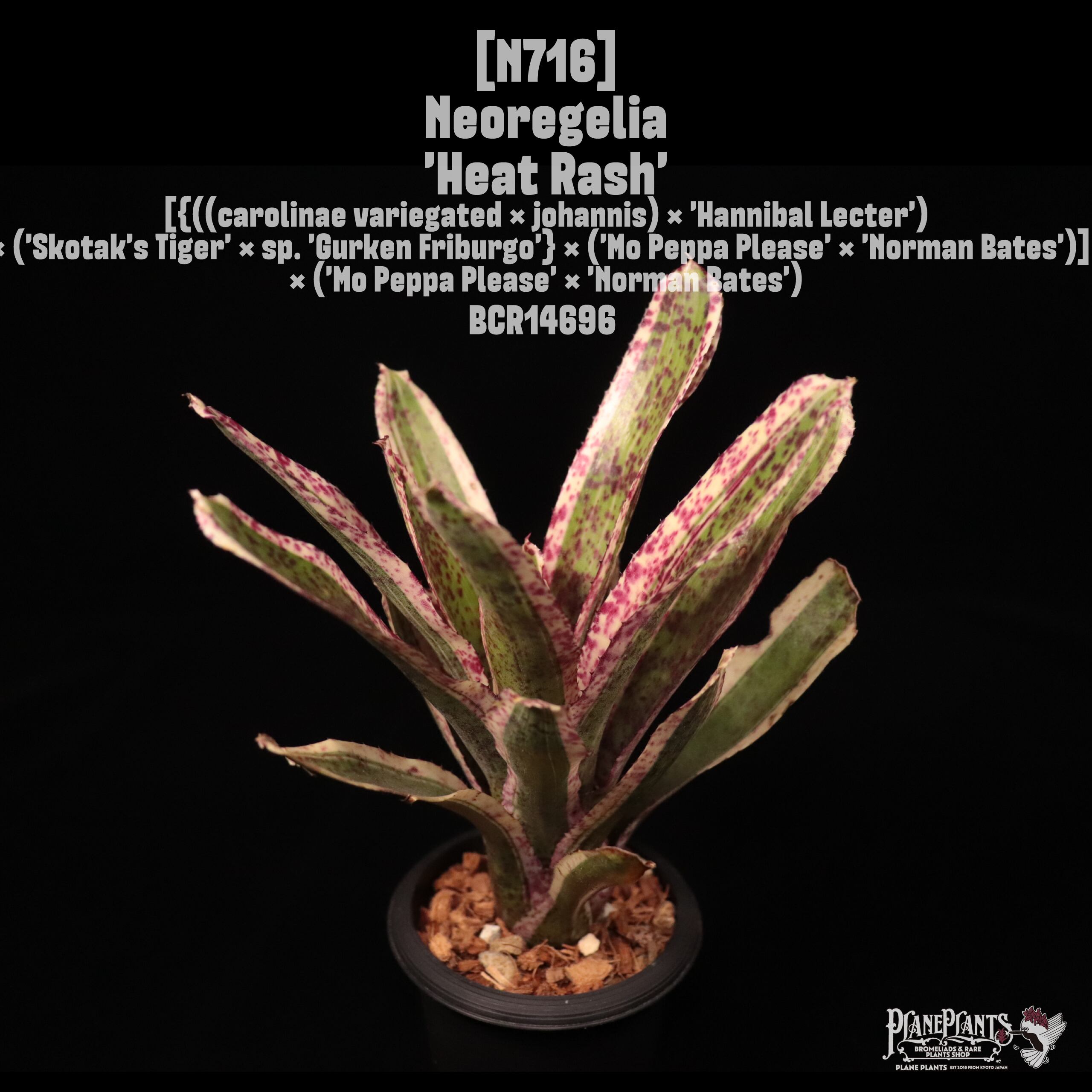 Neoregelia 'Heat Rash'〔ネオレゲリア〕N716