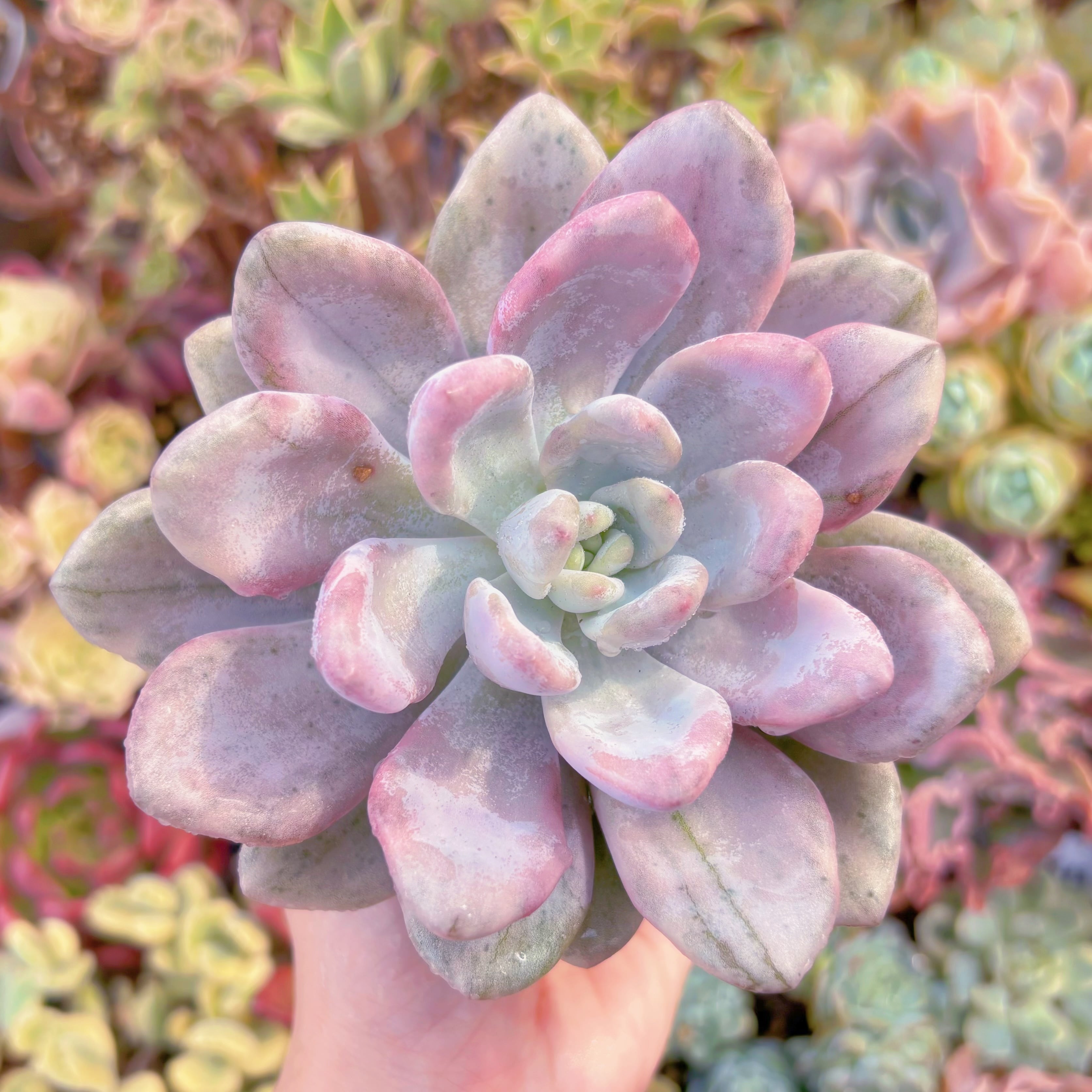 多肉植物 オパリナ錦 新入荷 るる農園 | るる農園~多肉植物専門