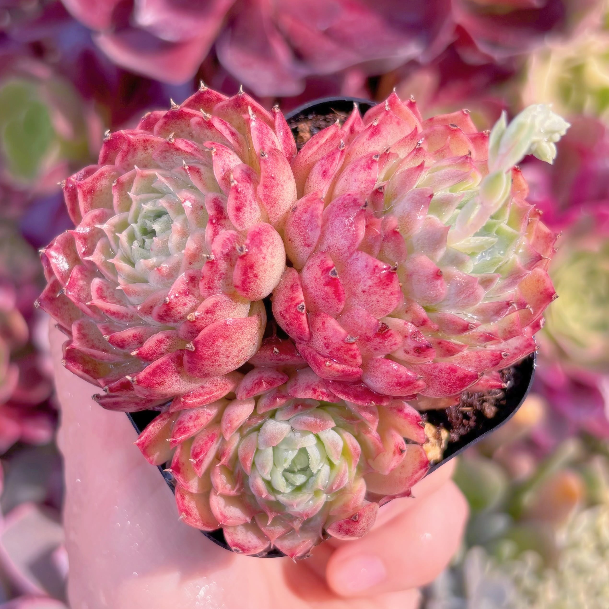 現品　レッドホール#829　るる農園