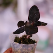 Ludisia discolor var. nigrescens / ルディシア ディスカラー ニグレスセンス⑦ / 観葉植物