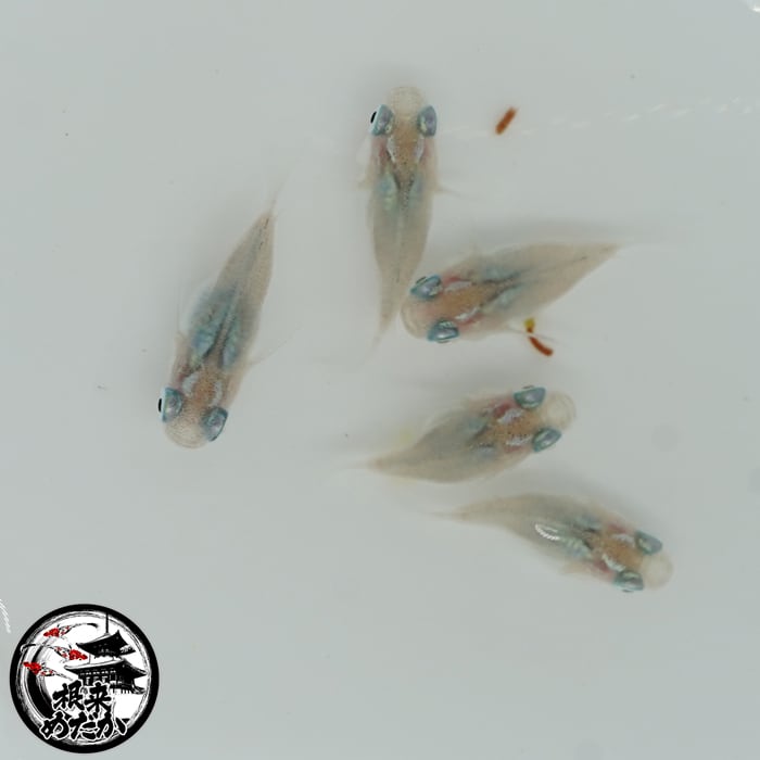 〖1ペア〗深海ダルマ　メダカ 成魚｜改良メダカ 人気品種 メダカ販売