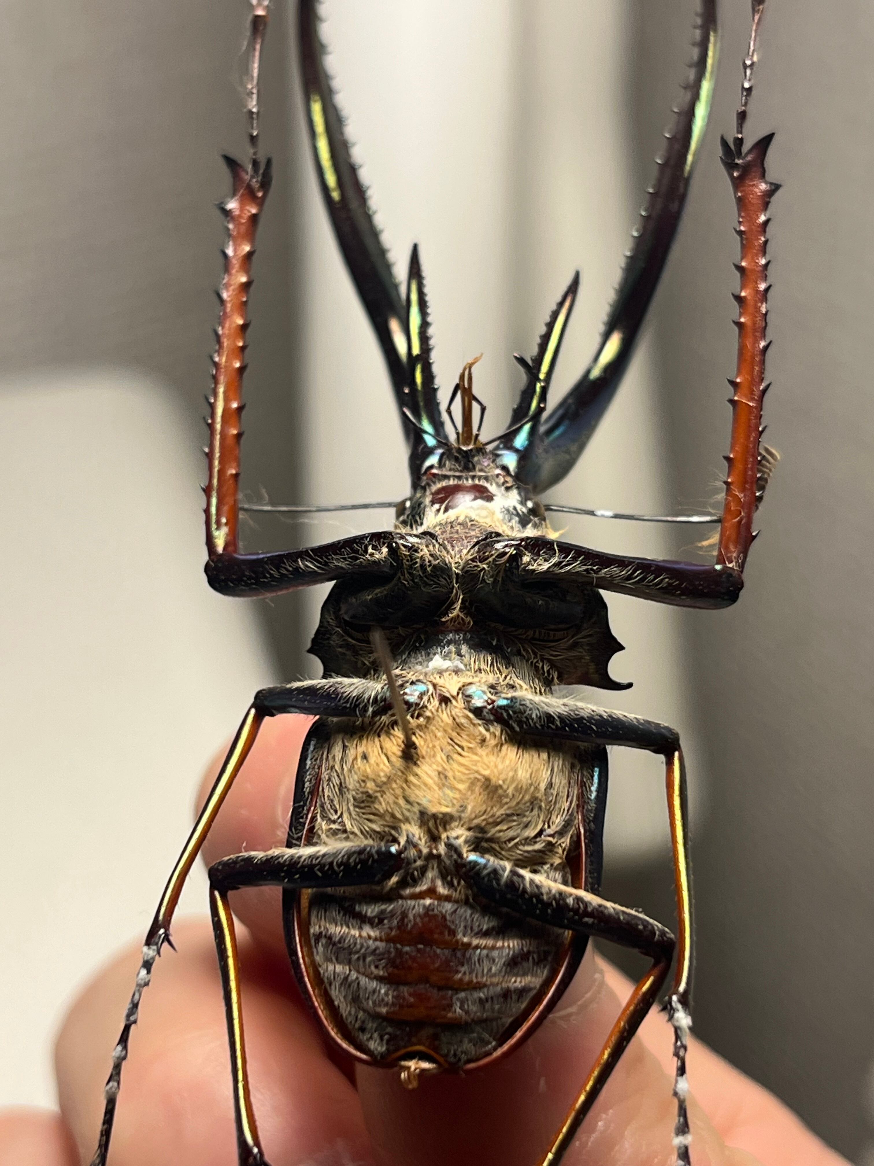 【75mm】チリクワガタ メタリフェルホソアカクワガタ Wild 昆虫標本 75mm】チリクワガタ メタリフェルホソアカクワガタ Wild 昆虫標本