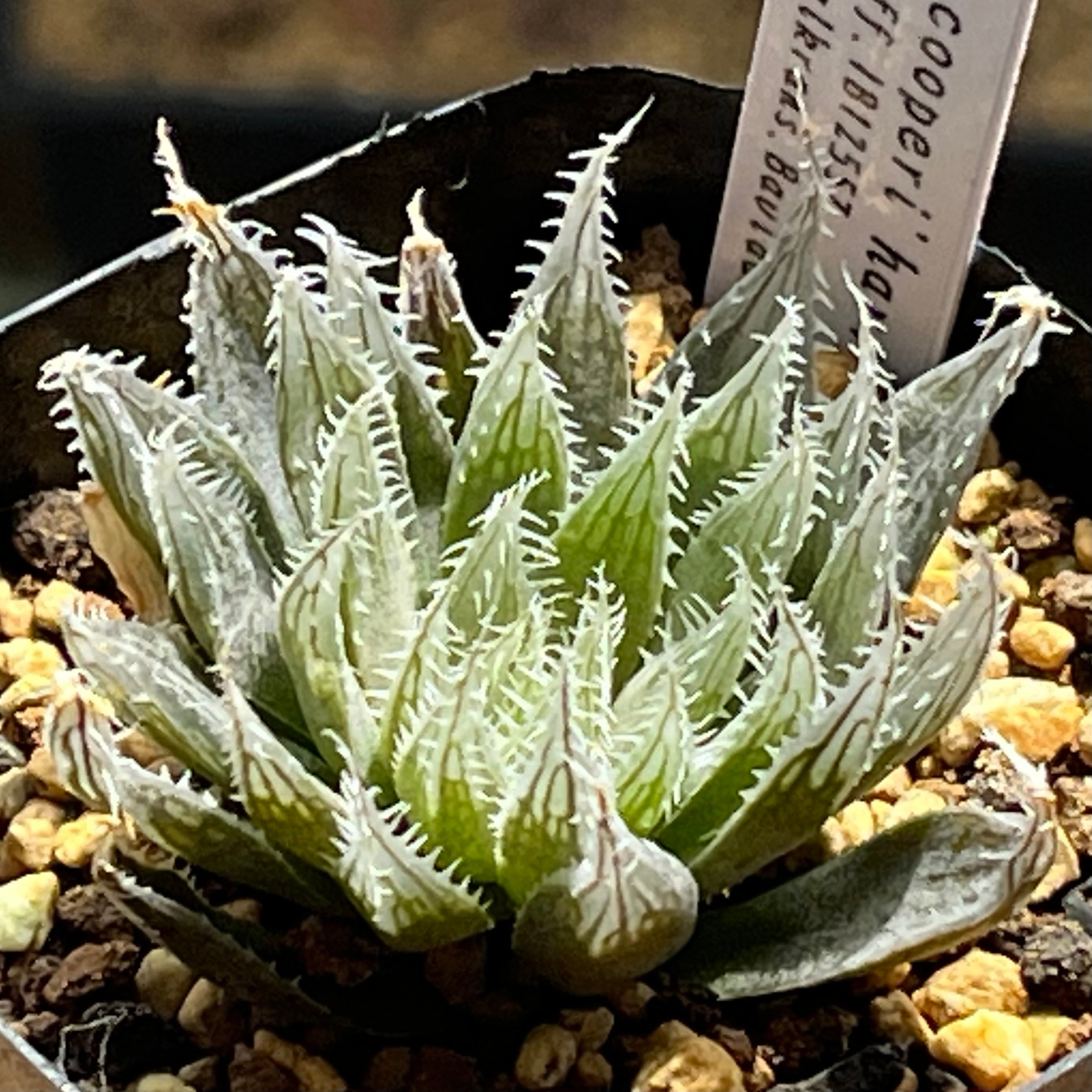 原種 | mocono_plants