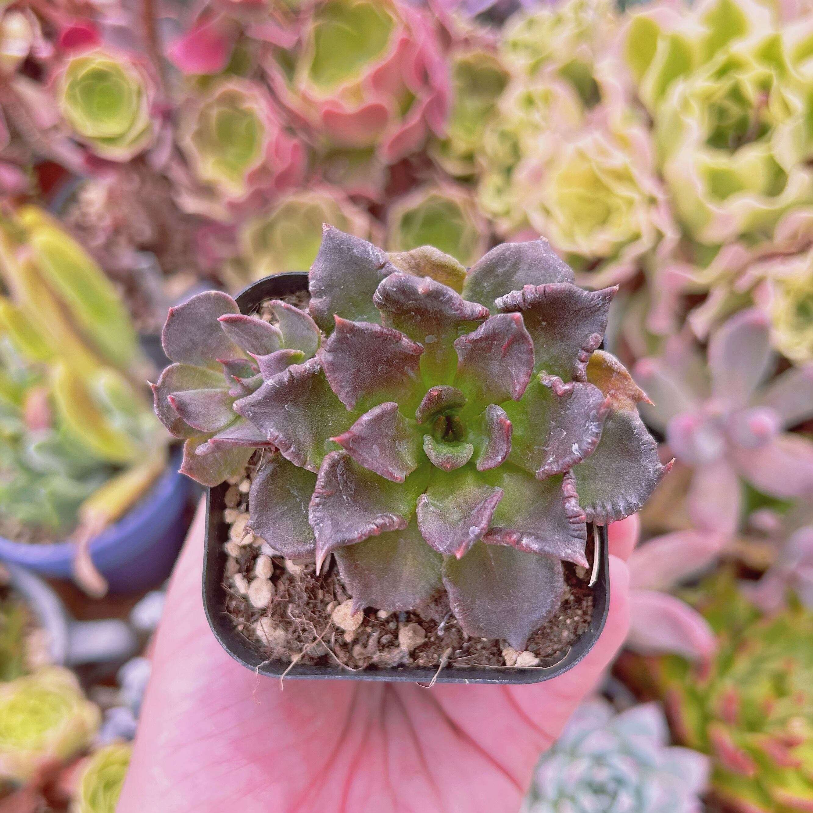 #054現物　多肉植物　ブラックマディバ　抜き苗