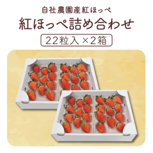 【産地直送】【御予約商品】高糖度！紅ほっぺ 詰め合わせ 22粒入り× 2箱