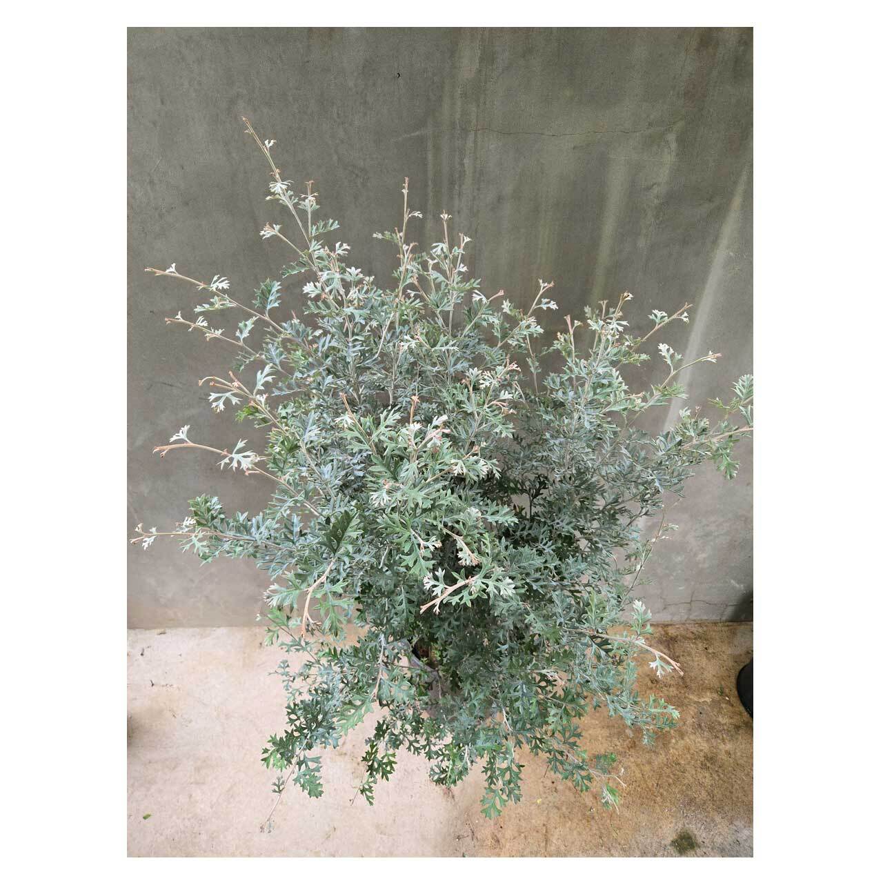 園芸ネット本店｜グレビレア：ココナッツアイス8号鉢植え の通販【公式