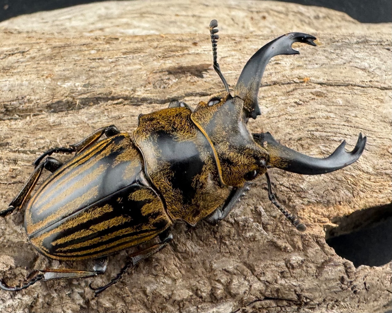 【WD】《ストリアータツヤクワガタ 48mm ペア》