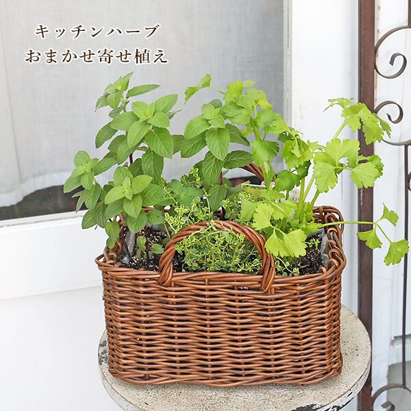 ハーブ寄せ植え おまかせ ナチュラルバスケット スクエア おしゃれ