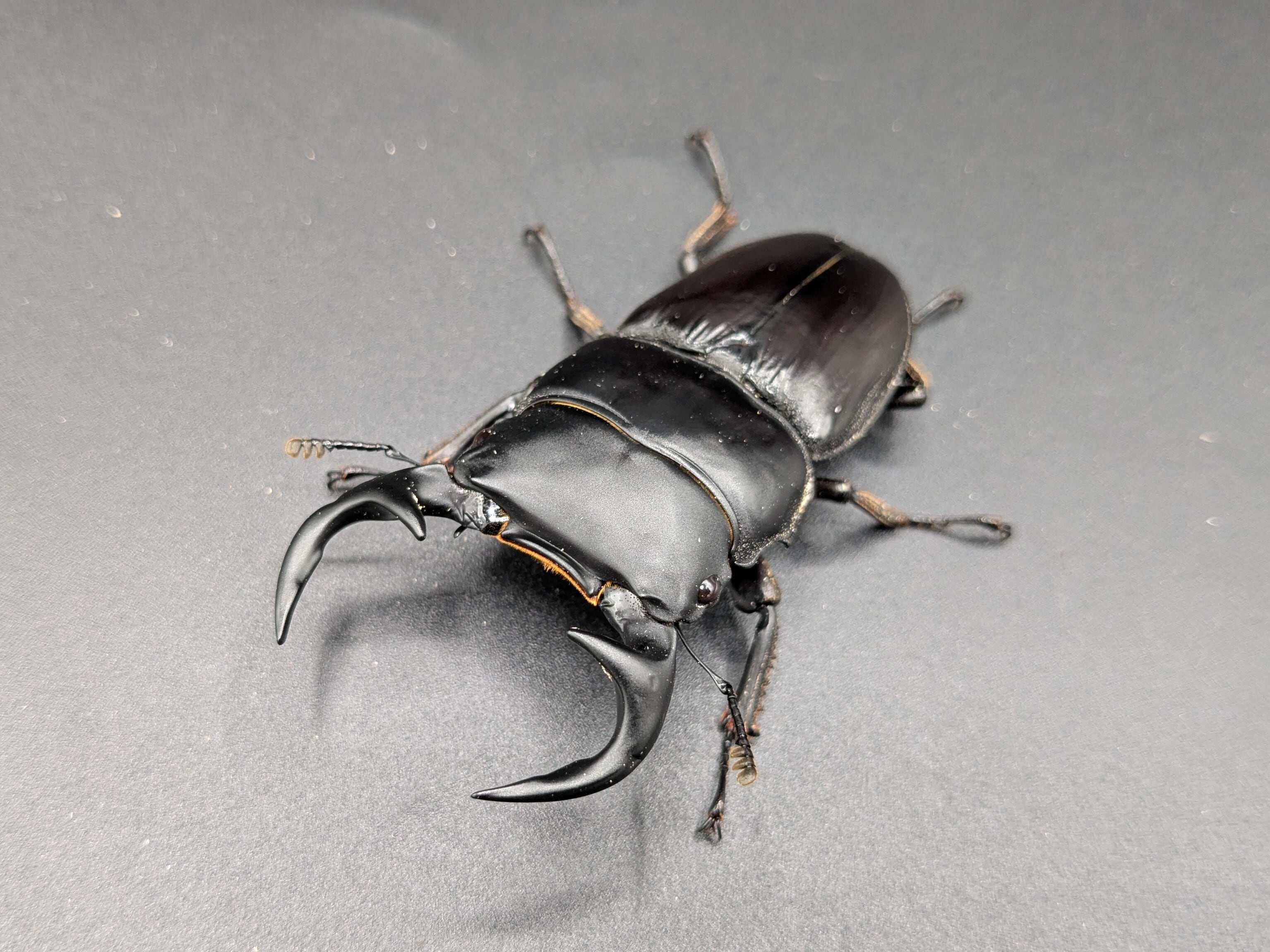 ババクルビデンス ♂67mm♀41mm