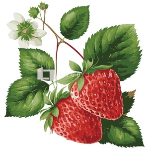 高精細なイラストの苺アイコンマーク（PNG/72dpi/2500px）｜strawberry-icon02