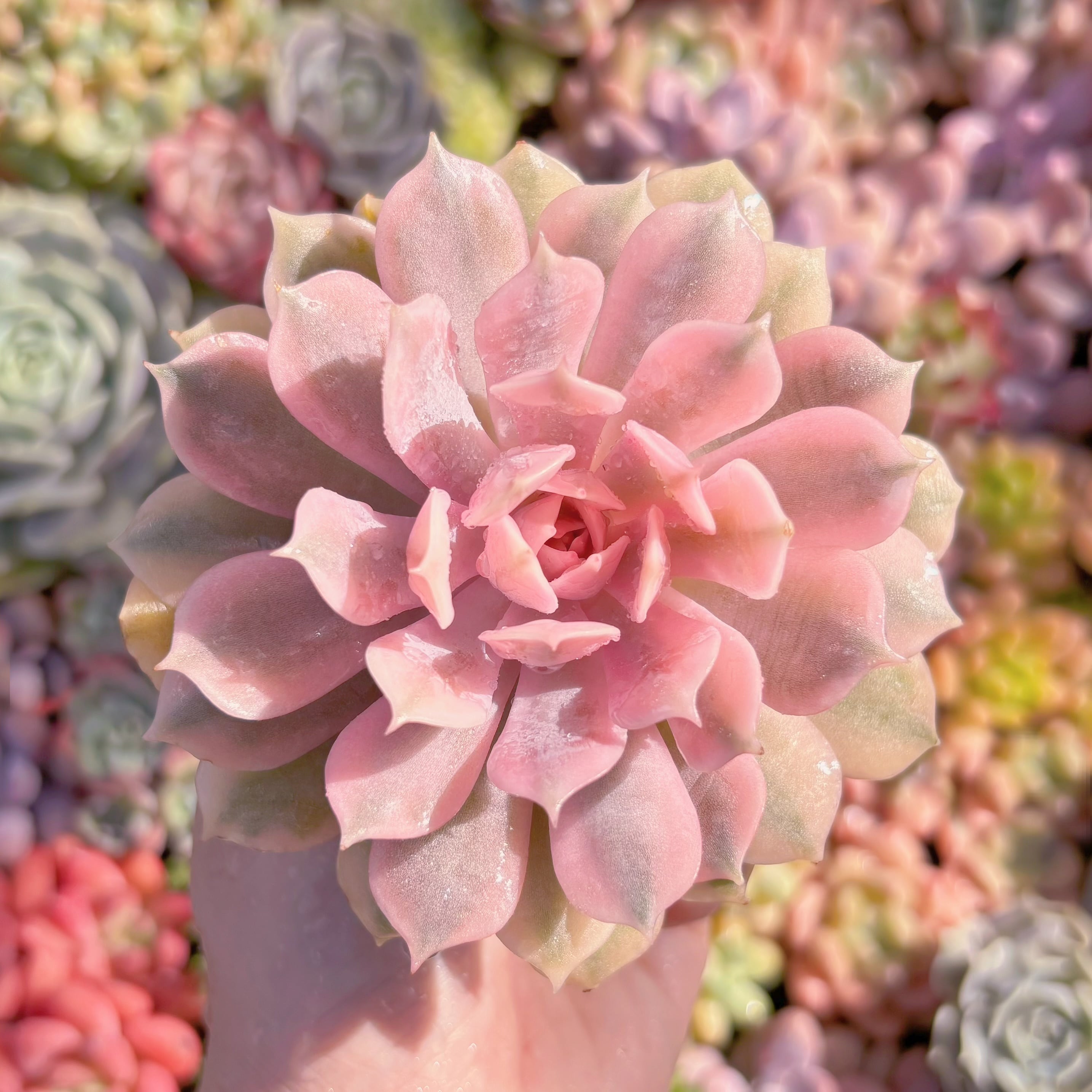 多肉植物 ピンクローラ錦 新入荷 るる農園 | るる農園~多肉植物専門 多肉植物 ピンクローラ錦 新入荷 るる農園 | るる農園~多肉植物専門