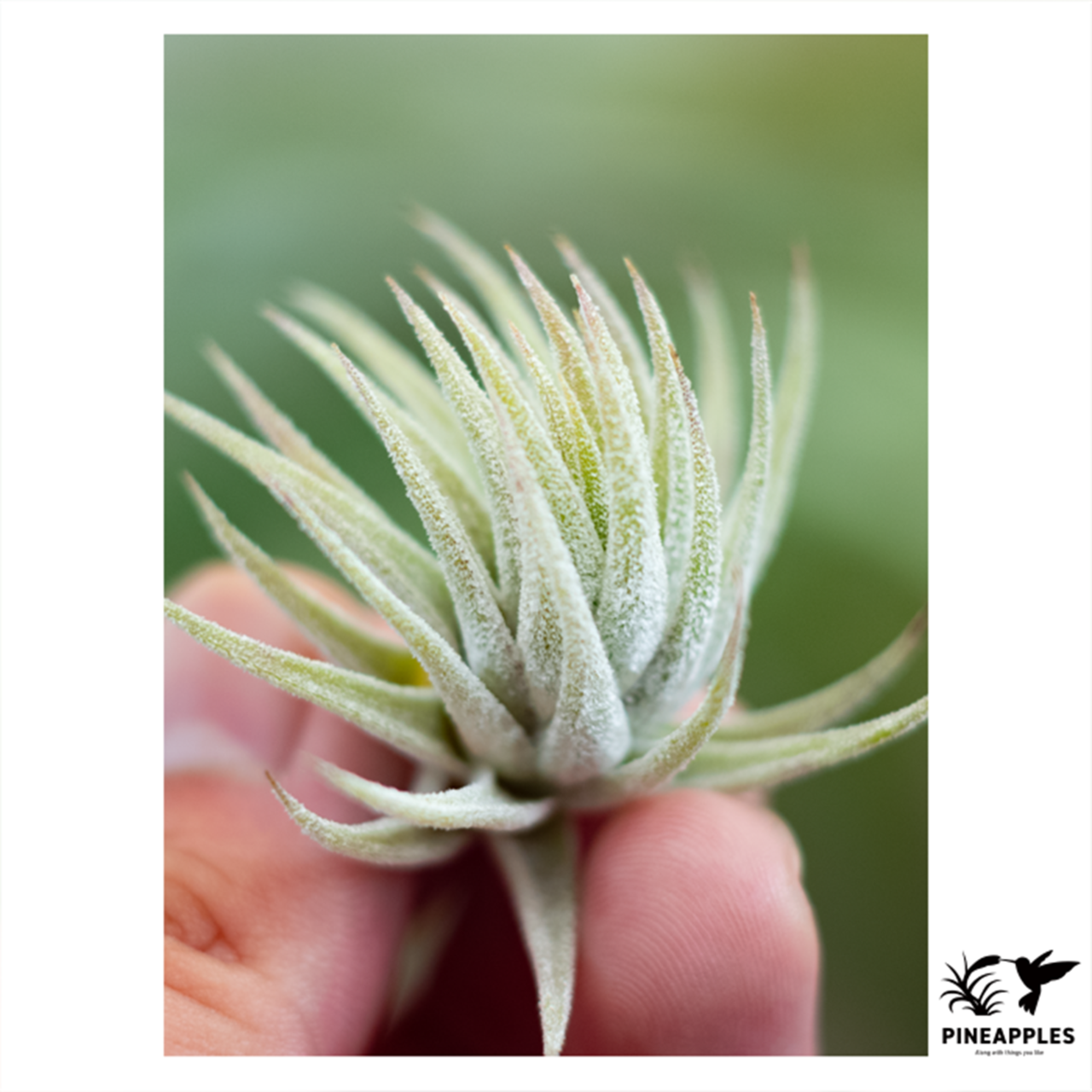 Tillandsia ionantha var. vanhyningii x ionantha 'Peach' NTH142 #6 - 2