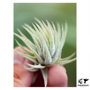 Tillandsia ionantha var. vanhyningii x ionantha 'Peach' NTH142 #6