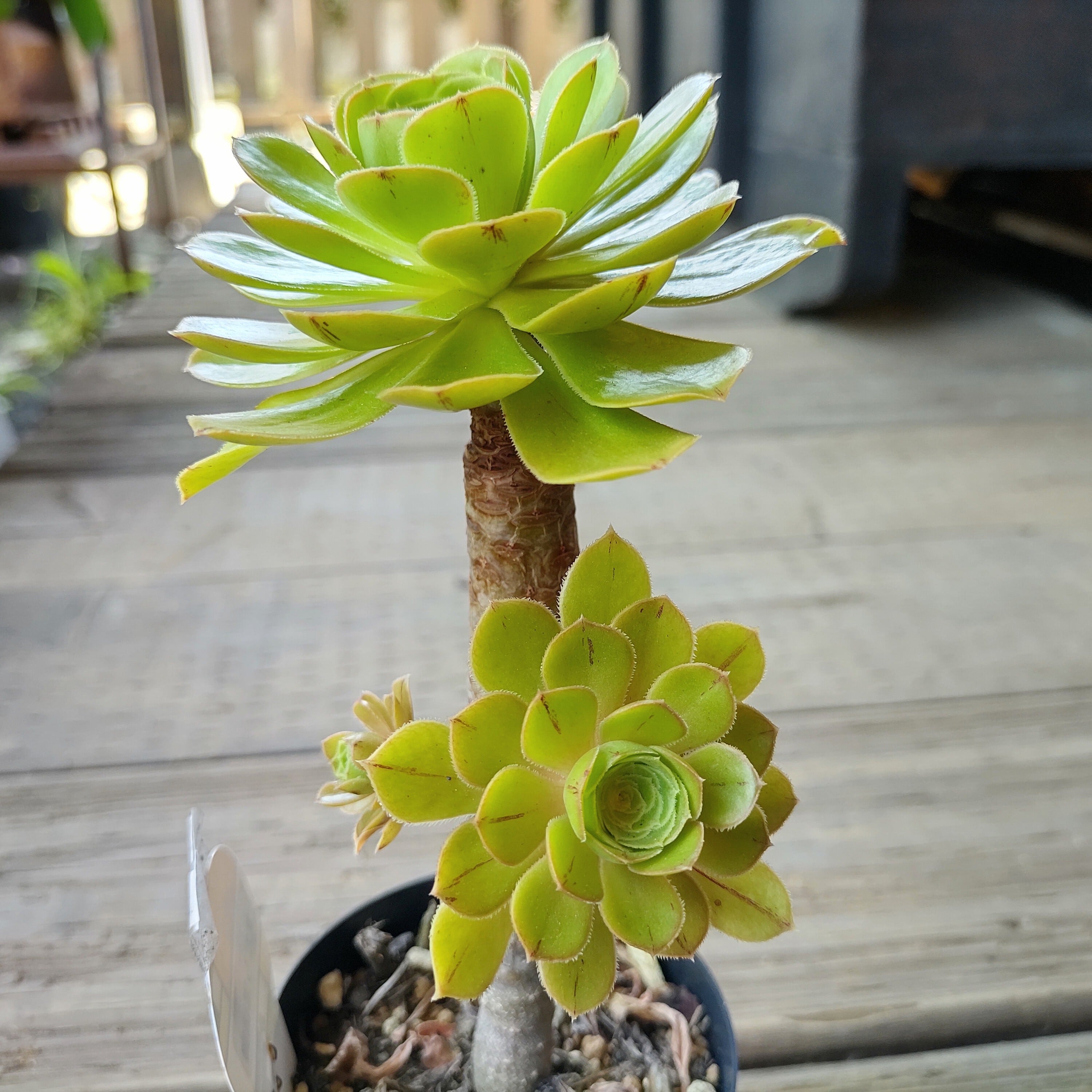 まだら黒法師(アエオニウム) | RuPo 多肉植物専門店