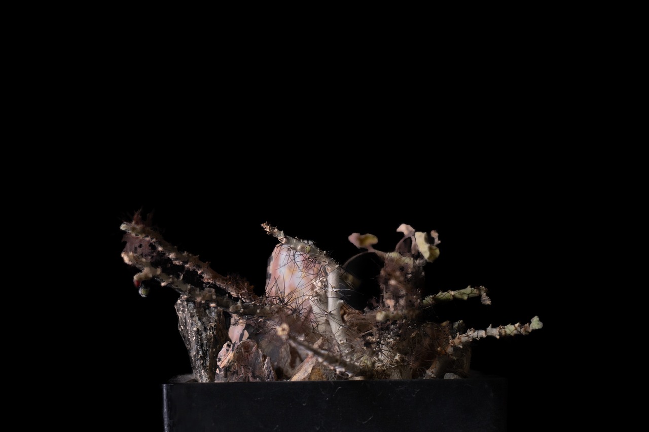 Habitat Style Jatropha marginata