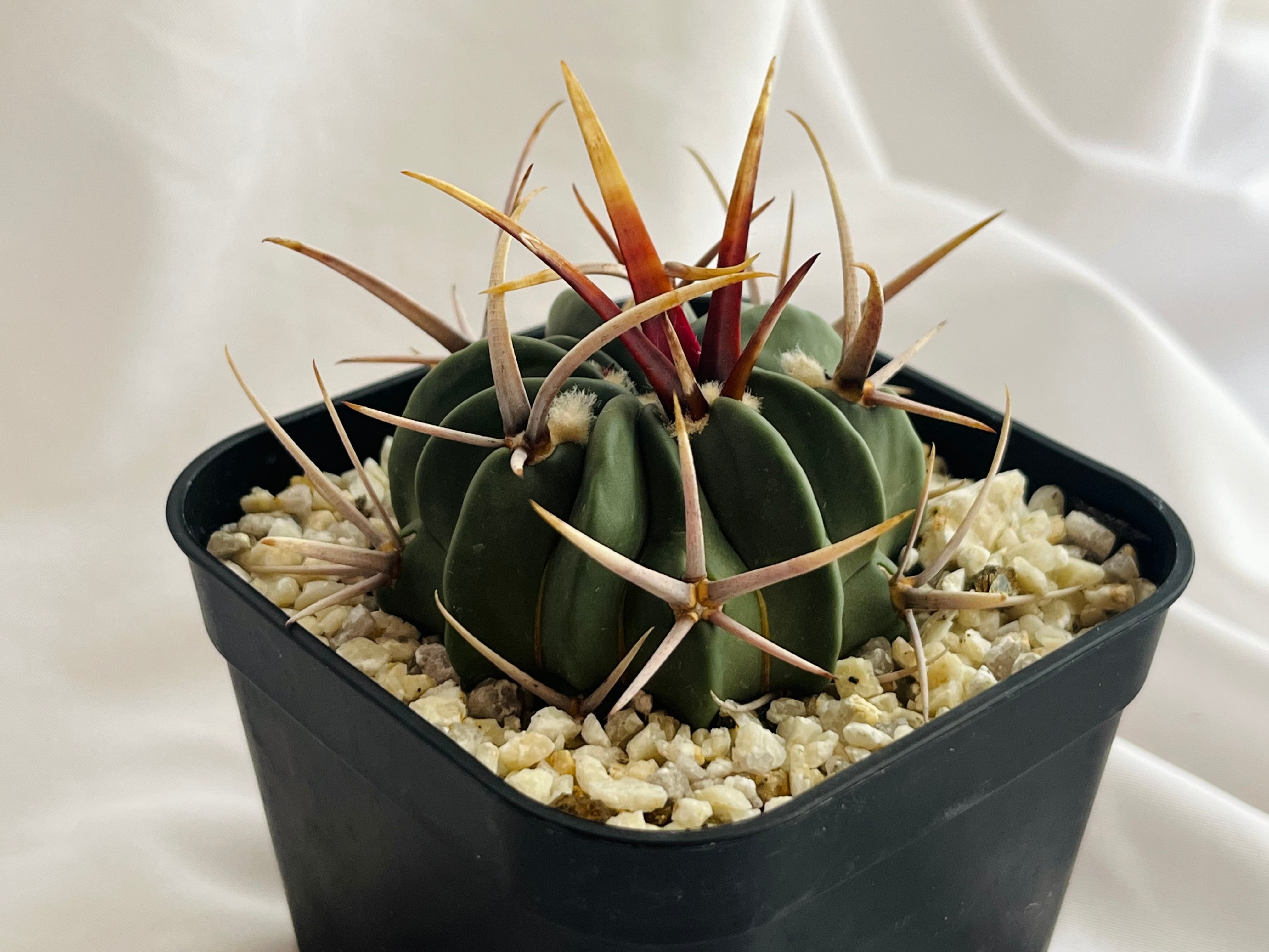 Echinofossulocactus coptonogonus エキノフォスロカクタス 竜剣丸 強