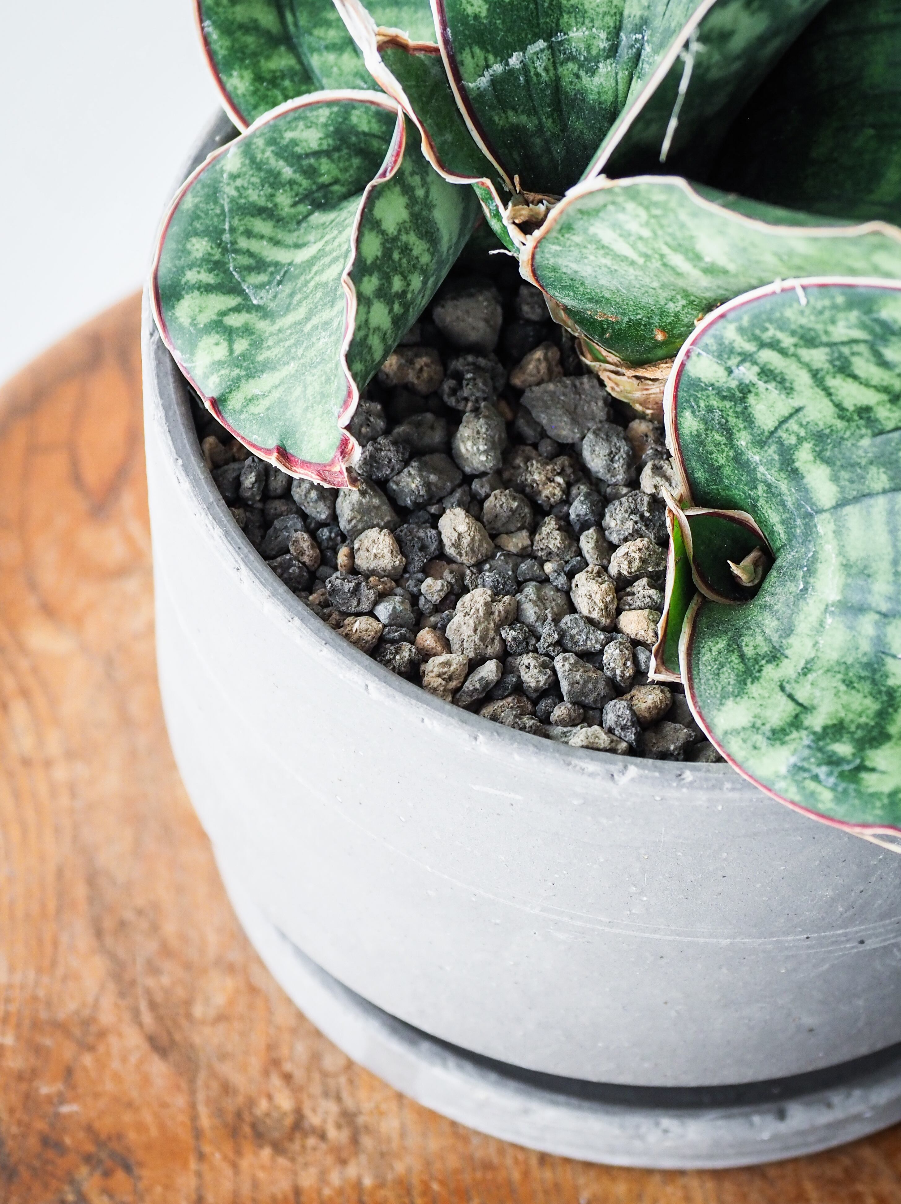 サンスベリア フラワー・ガーデニング サンセベリア ドラゴンウイング