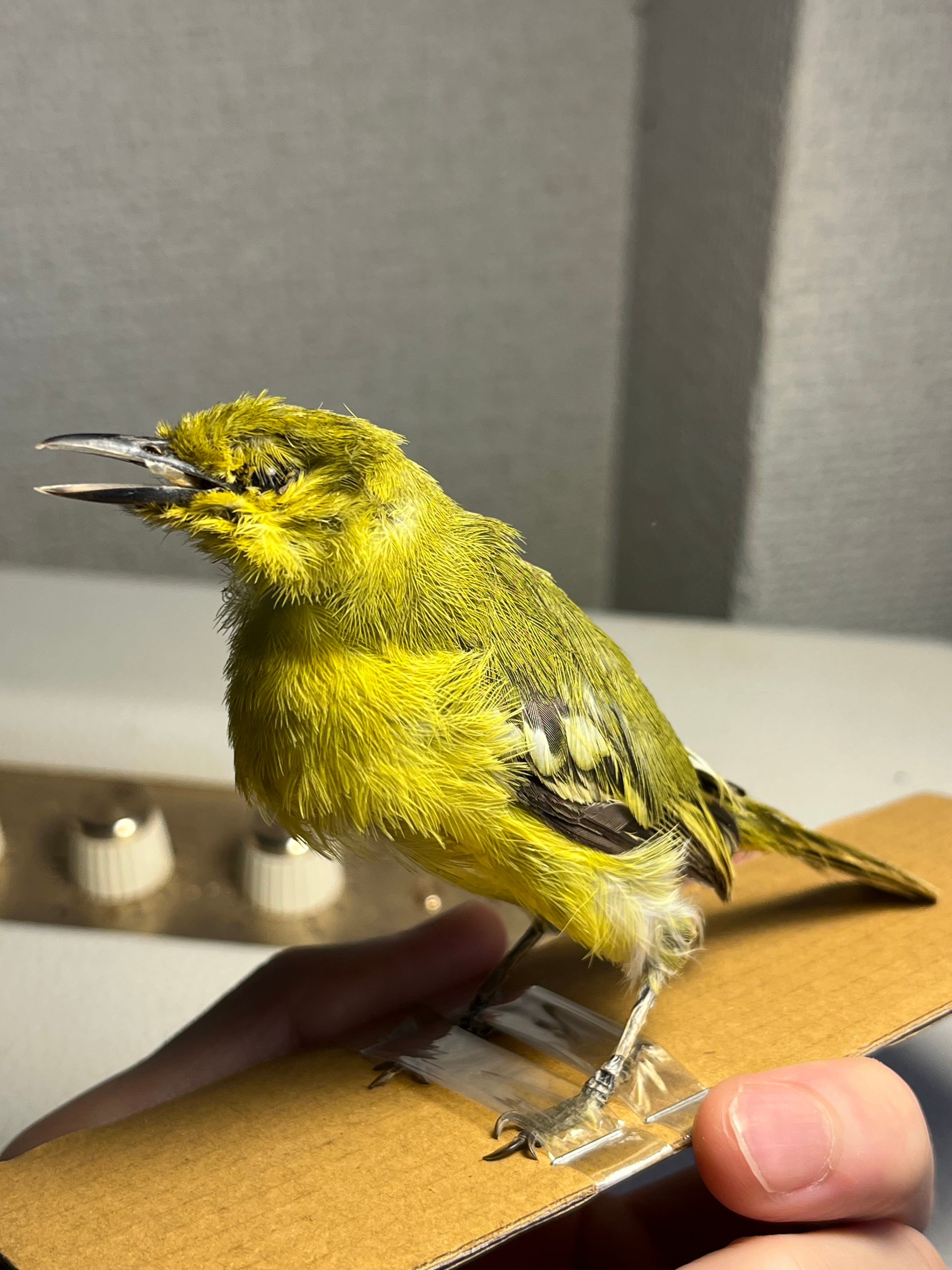【鳥剥製】ヒメコノハドリ Common Iora 鳥 木彫り 野鳥 置物 鳥剥製】ヒメコノハドリ Common Iora 鳥 木彫り 野鳥 置物 インテリア