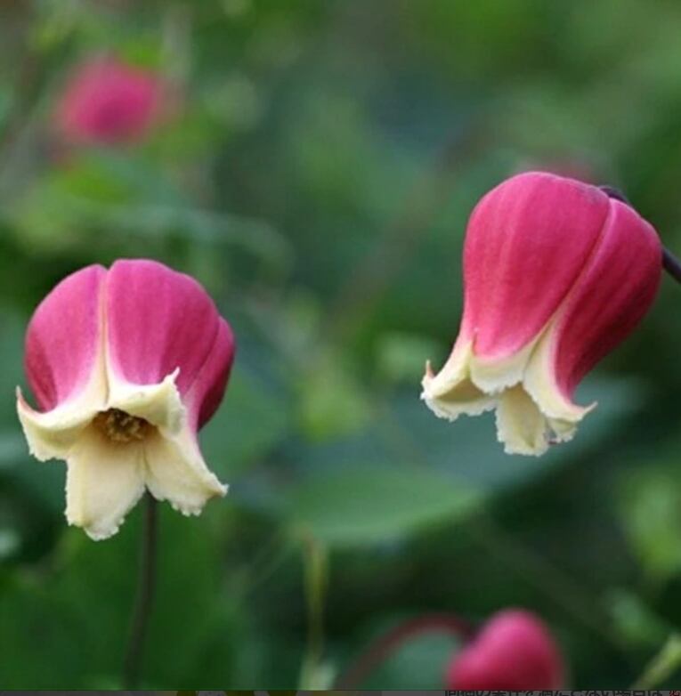 クレマチス ロマンチカ （ジャックマニー系、2年大苗