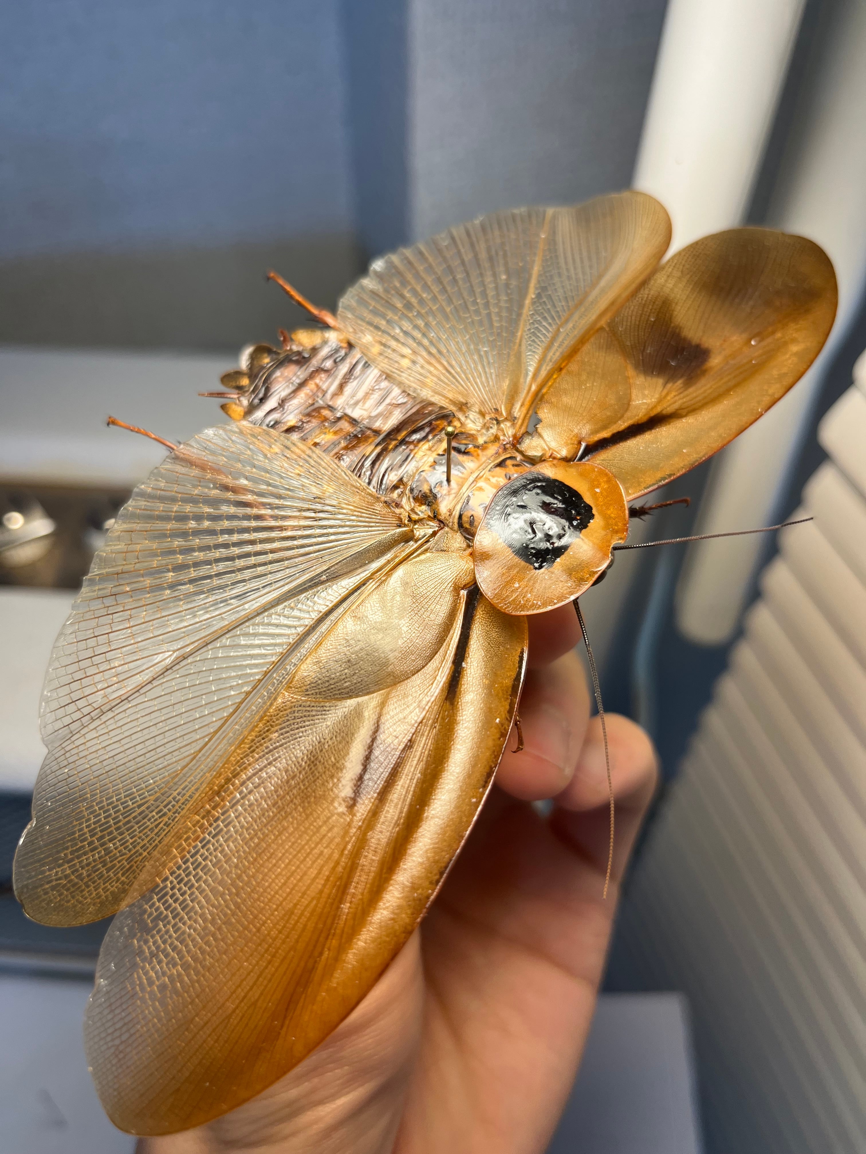 極小】マンモスゴキブリ ナンベイオオチャバネゴキブリ ローチ