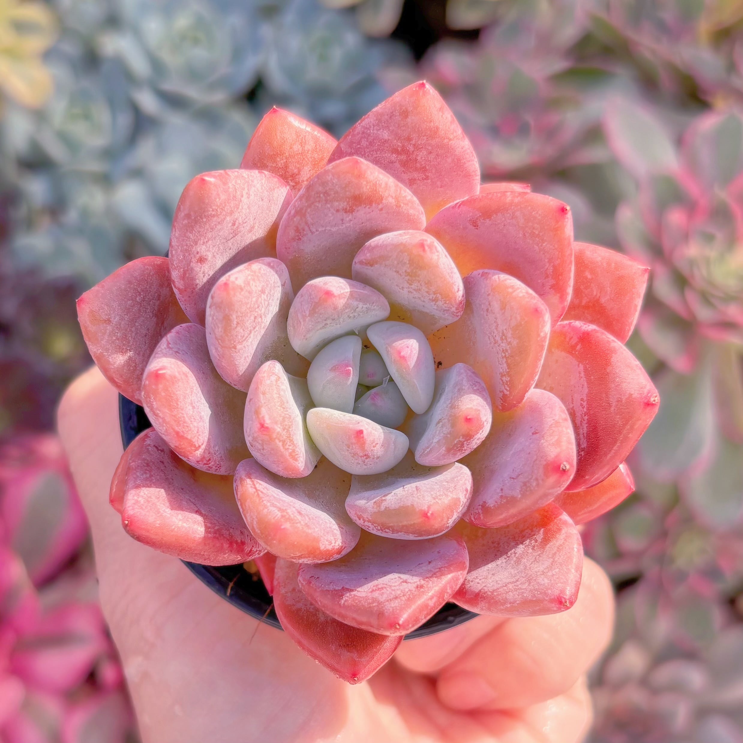 現品　蜜糖#A018　るる農園