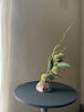 石の花器・枝ものセット