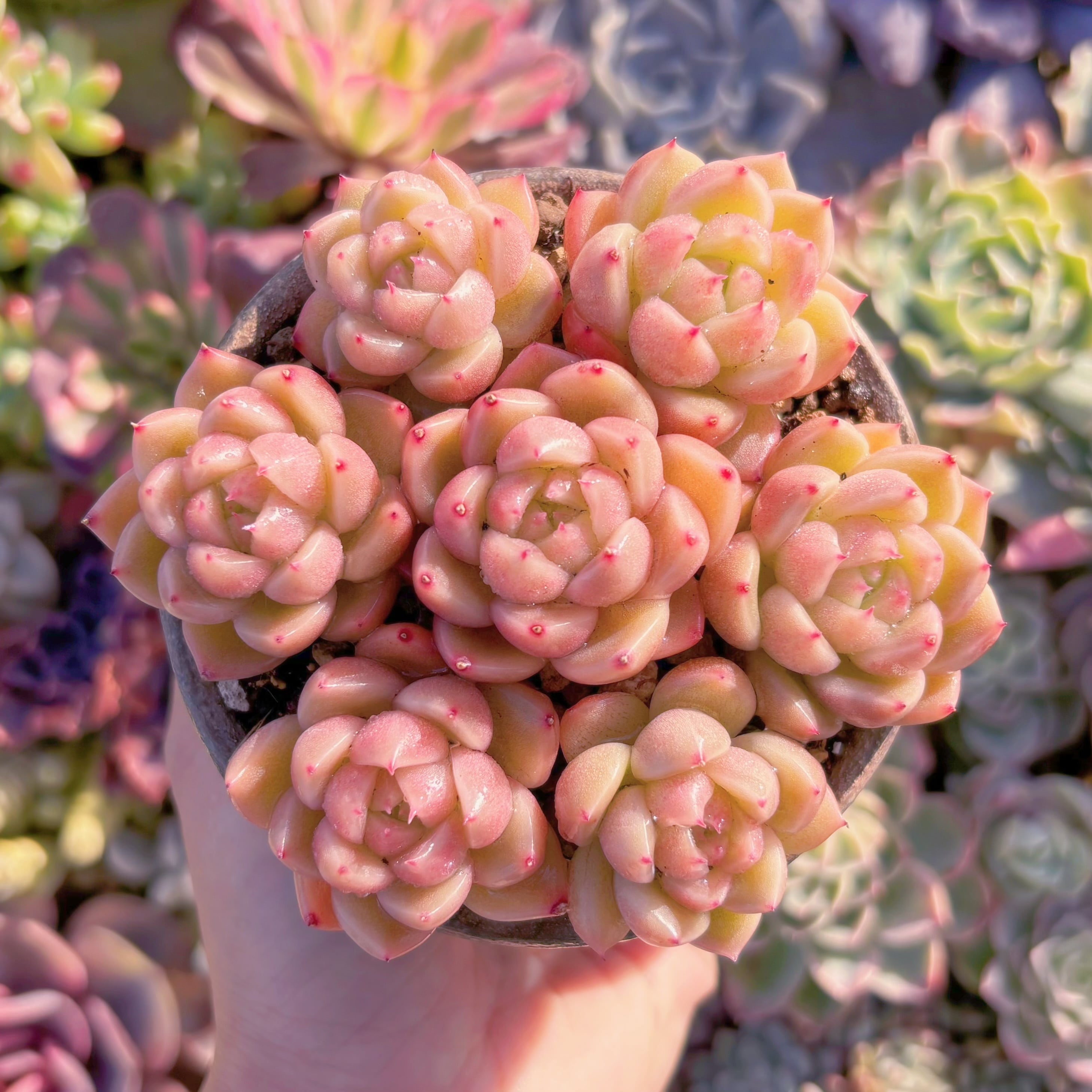 多肉植物　晴空(7苗)　新入荷　るる農園