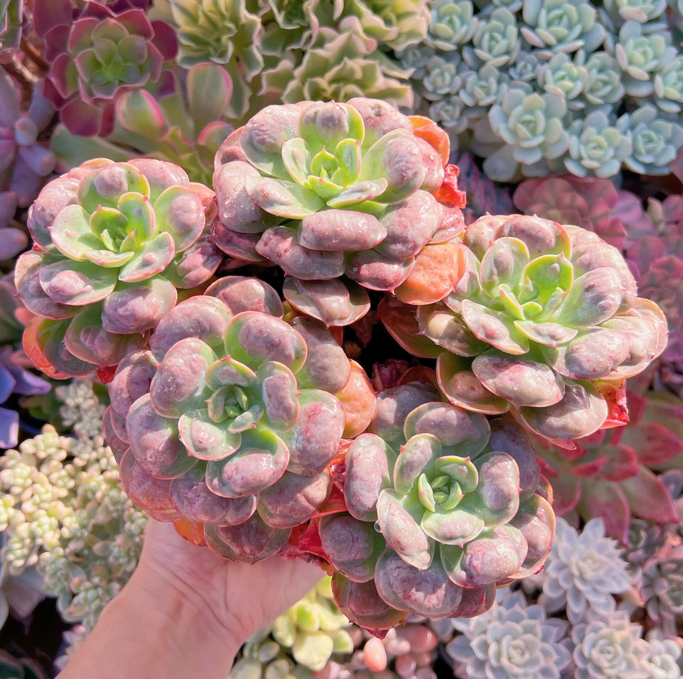 現品　ビヨンセ#876   特大群生18cm　るる農園