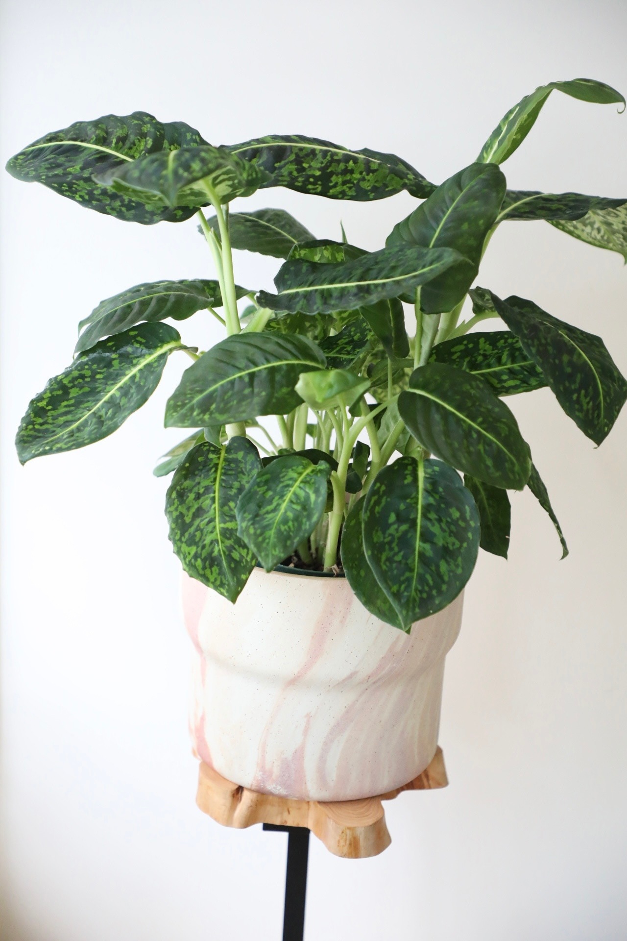 【M】デヘンバキア リフレクタ / Dieffenbachia reflector ※陶器鉢付き