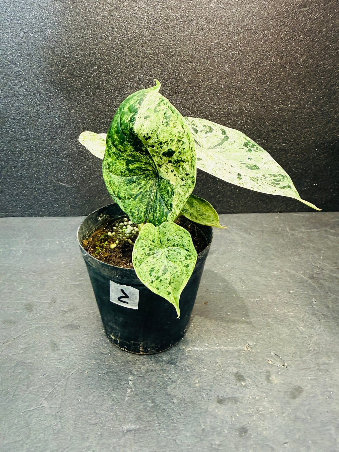 アロカシア・マハラニ 3号 | 観葉植物と雑貨のお店 VIVAGREEN