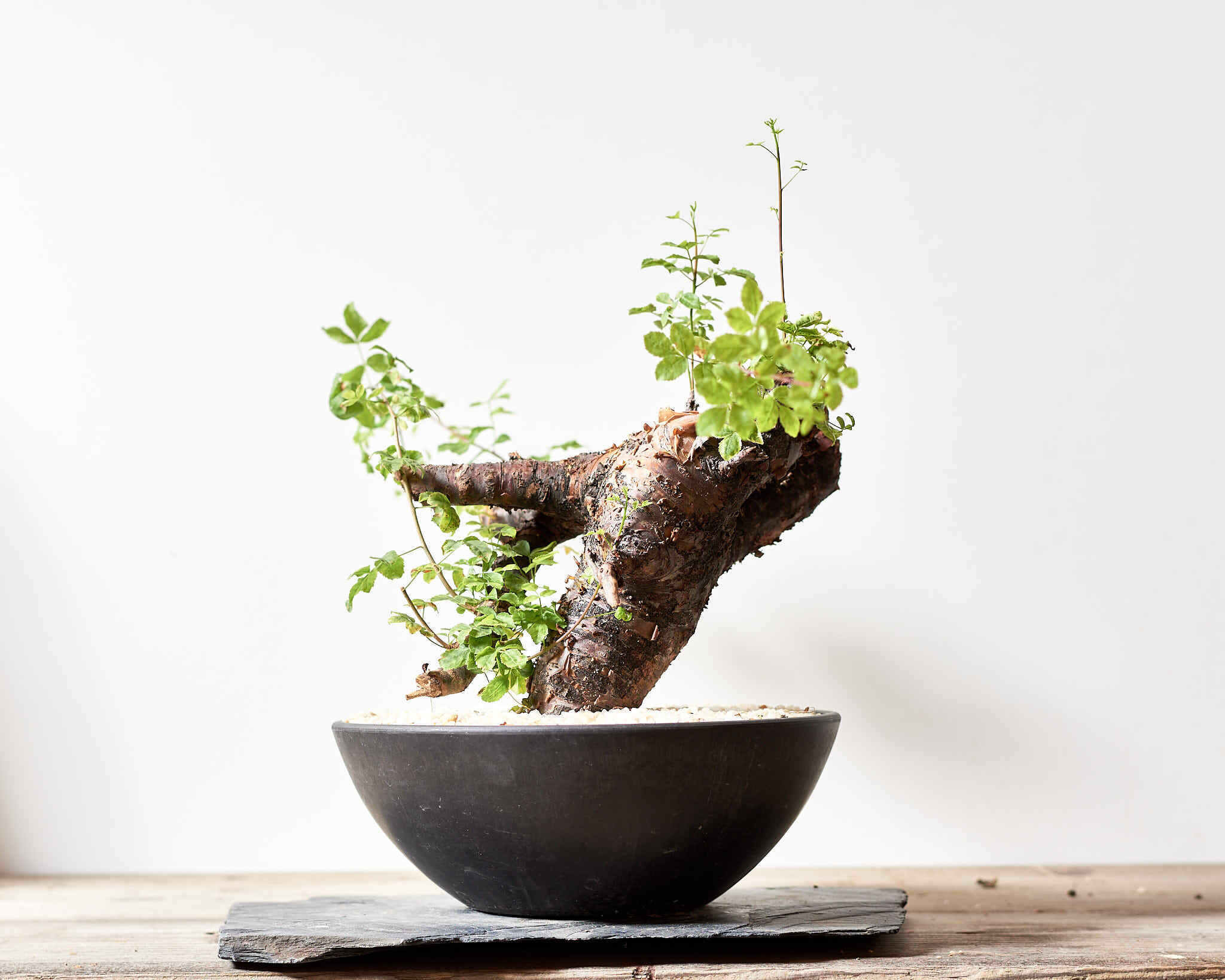 コミフォラボラネンシス3 commiphoraboranensis 発根済 コミフォラボラネンシス3 commiphoraboranensis 発根済 コミフォラボラ