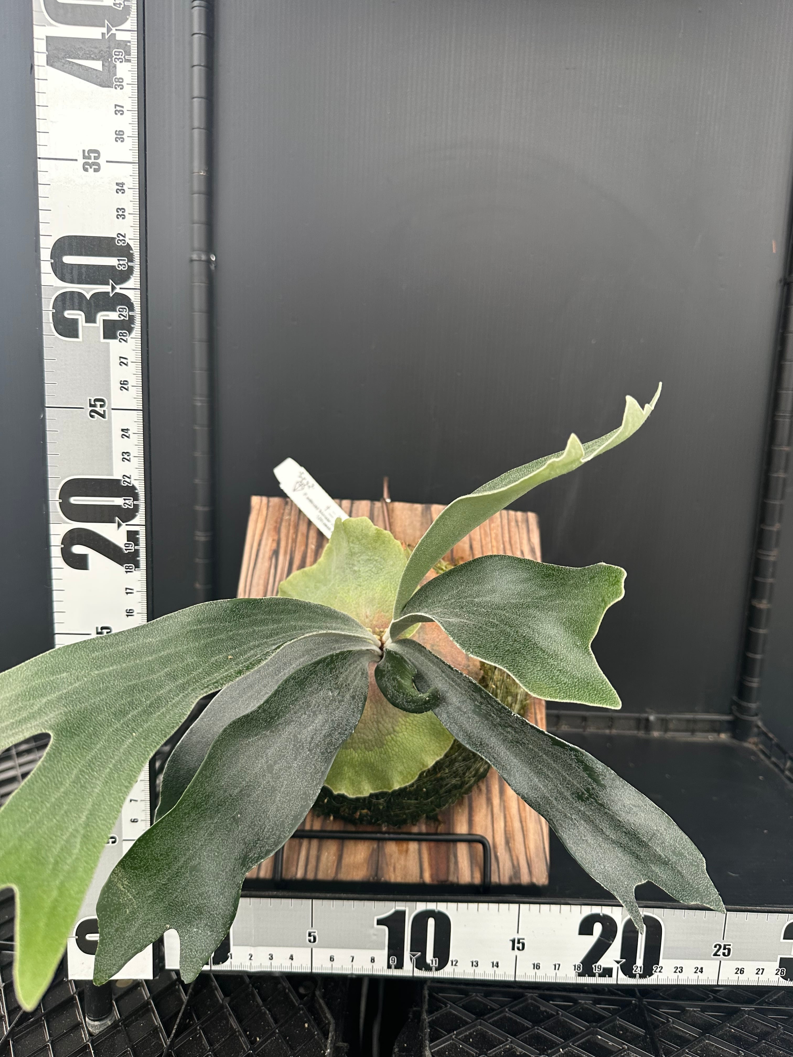 P.willinckii 'Monster moon' ×P.Blue monkey （sporeling） | 新垣洋
