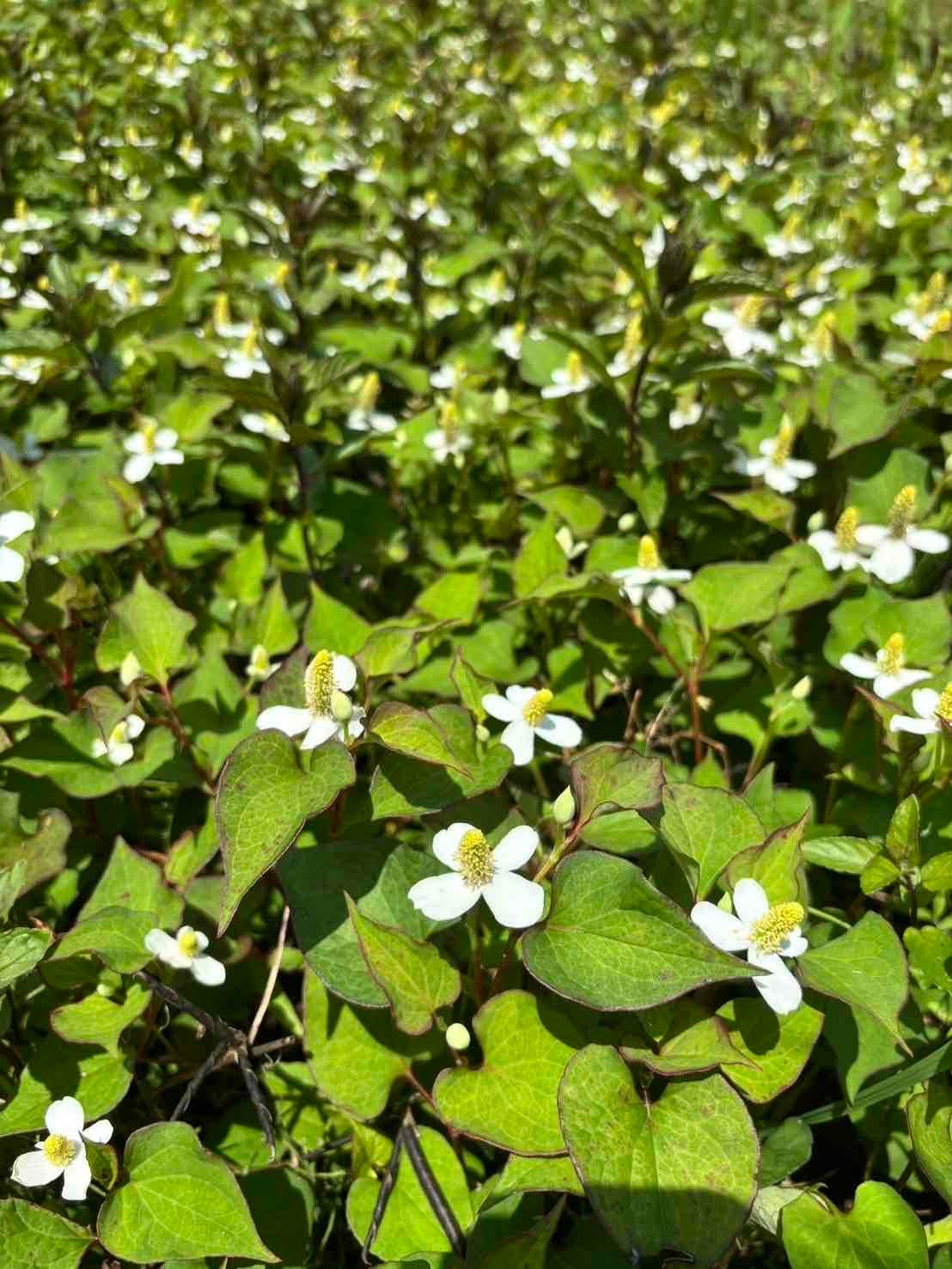 ドクダミ】10g 無農薬自然栽培ドライハーブ量り売り | 近江おごと