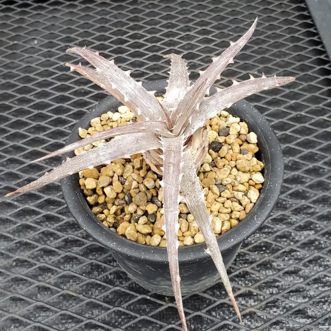 Dyckia（ディッキア） | レアプランツ通販サイトPlants Maniax