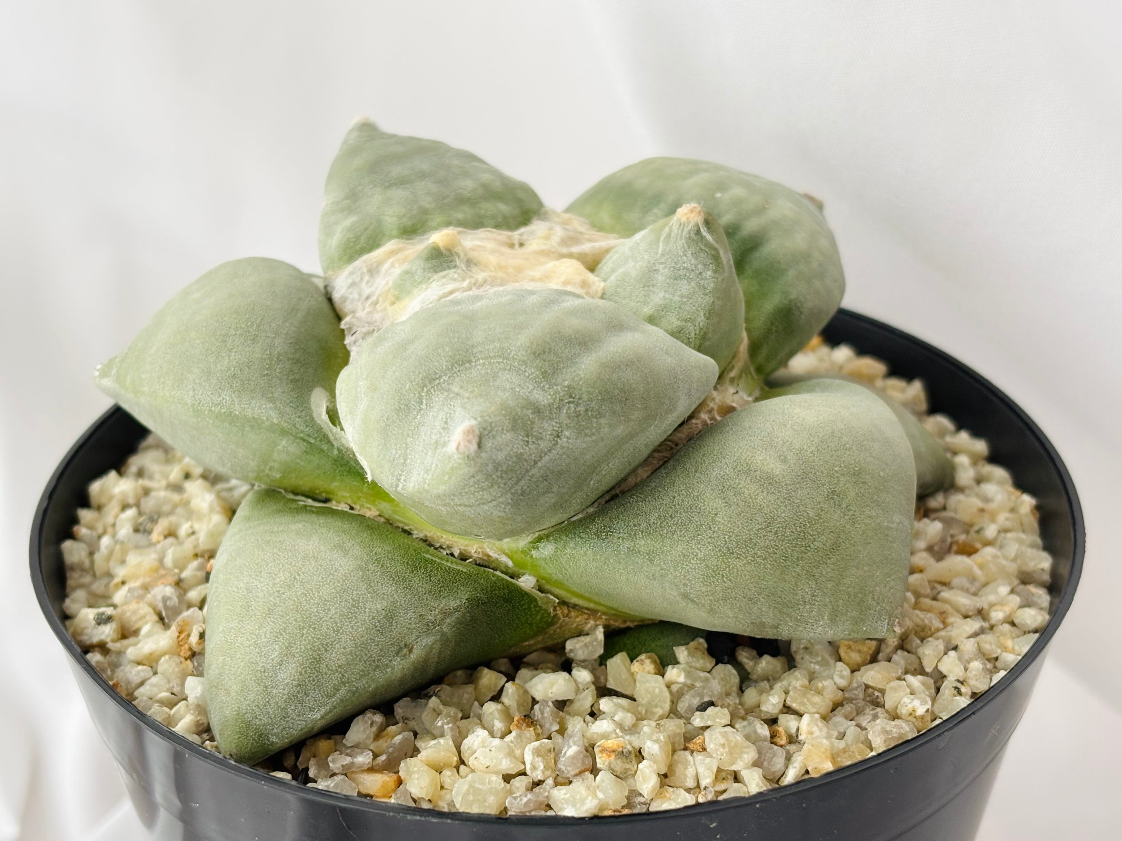 Ariocarpus furfuraceus f. アリオカルプス 大疣青磁牡丹 サボテン