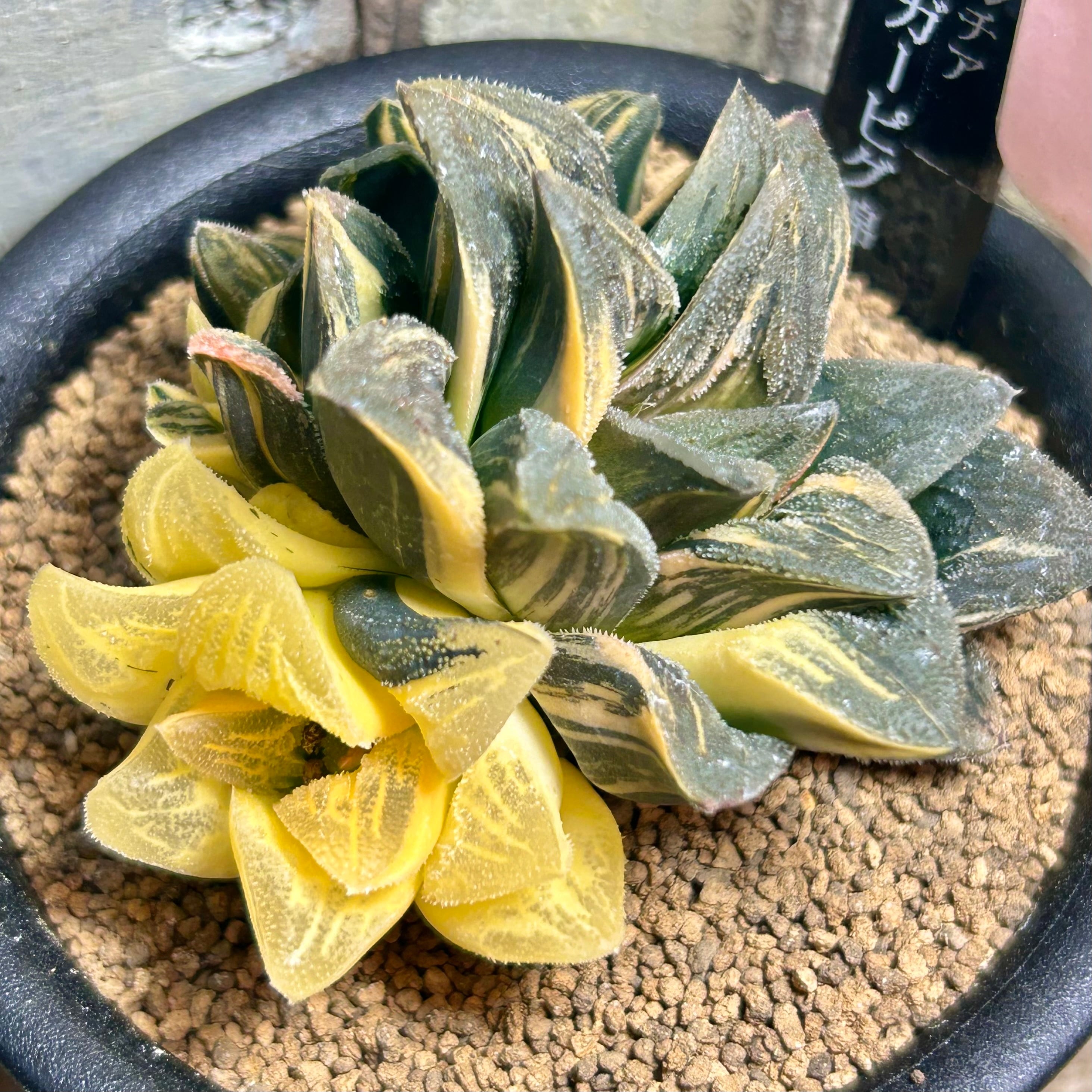 錦 | RuPo 多肉植物専門店