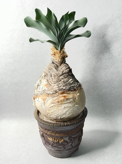 ブーファン・ハエマンソイデス