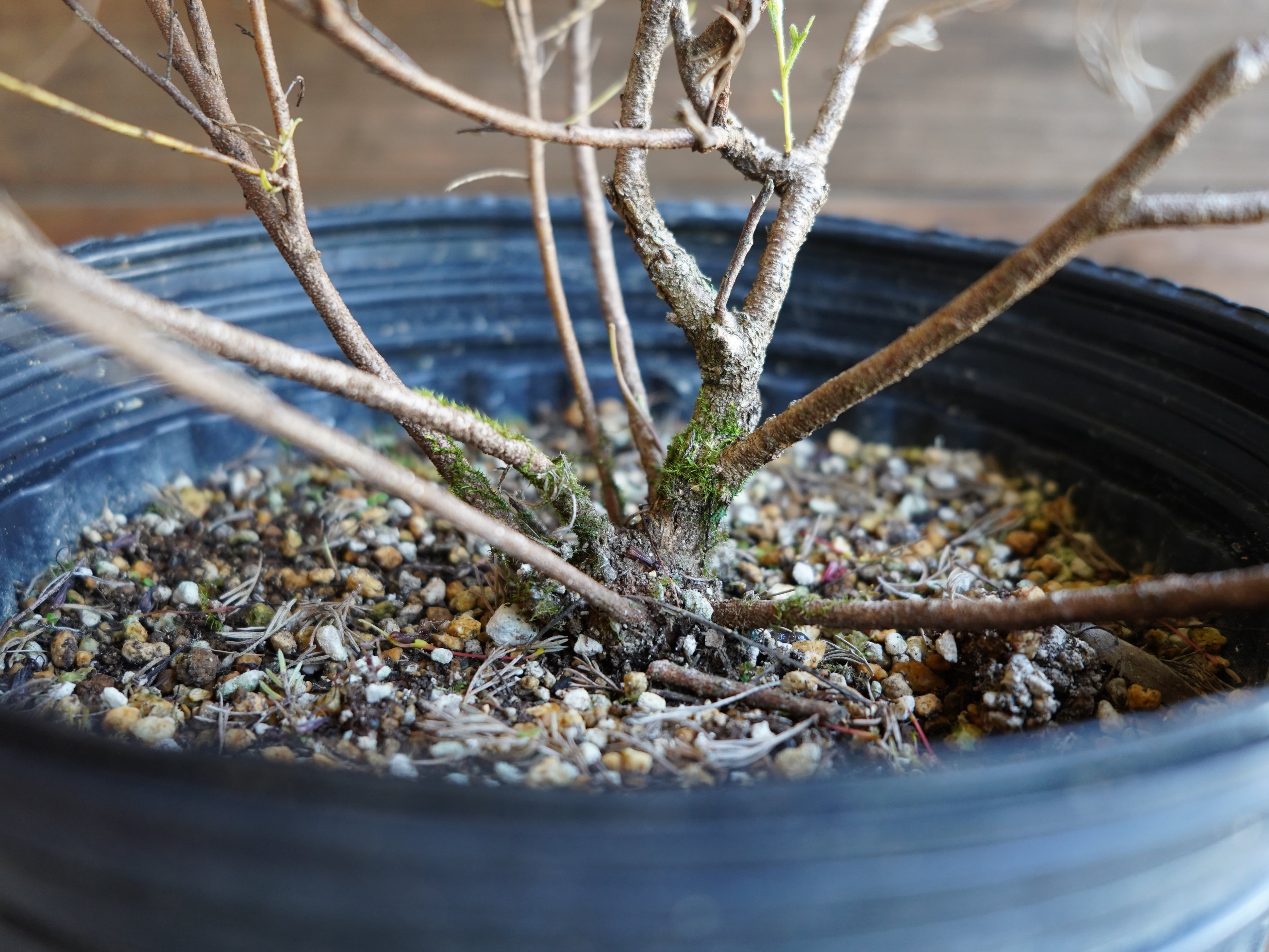 【現物】グレビレア　”マジックランタン”