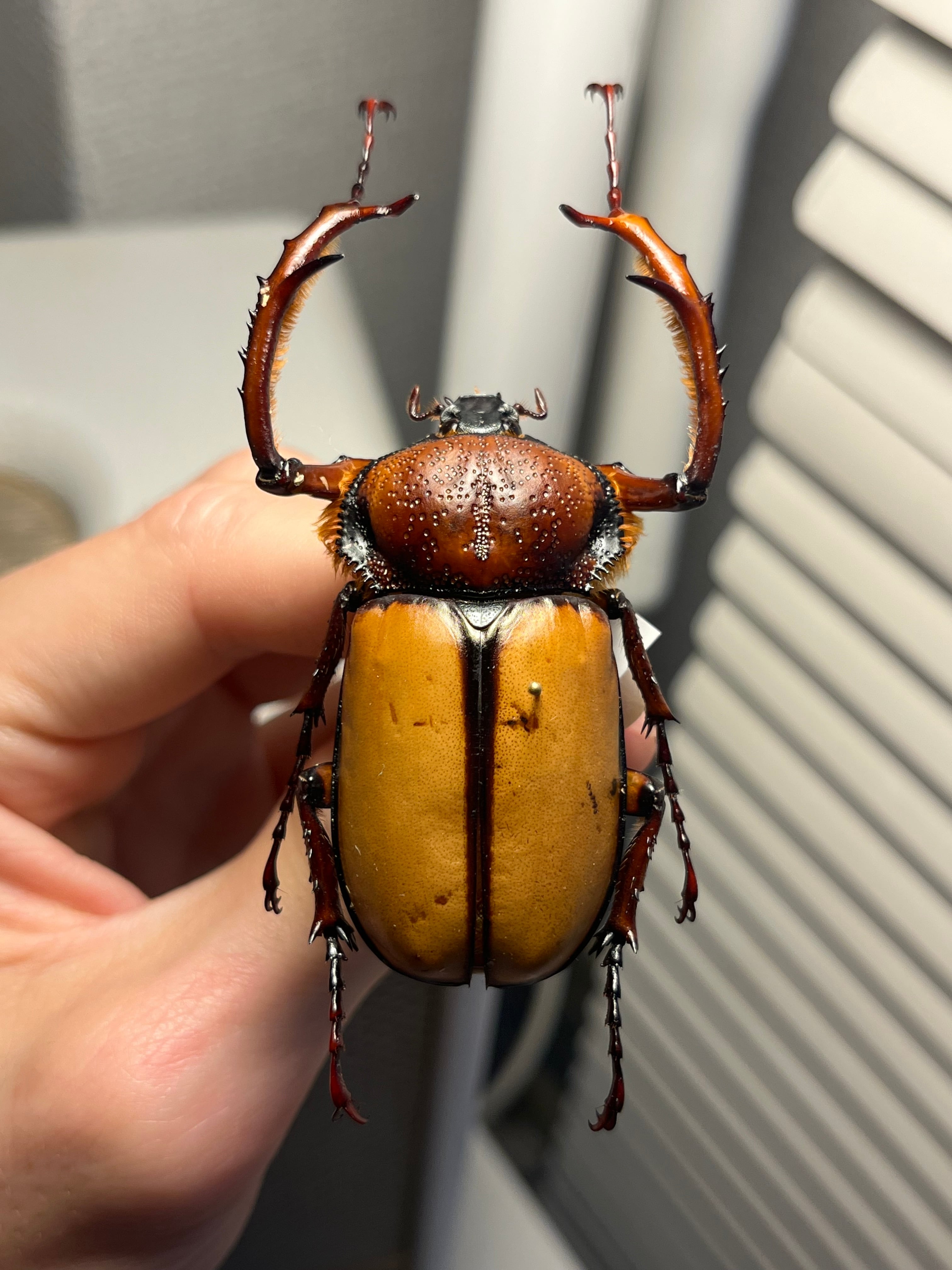 化物汚有】ダビディヒメテナガコガネ 標本テナガカミキリ昆虫標本 甲虫