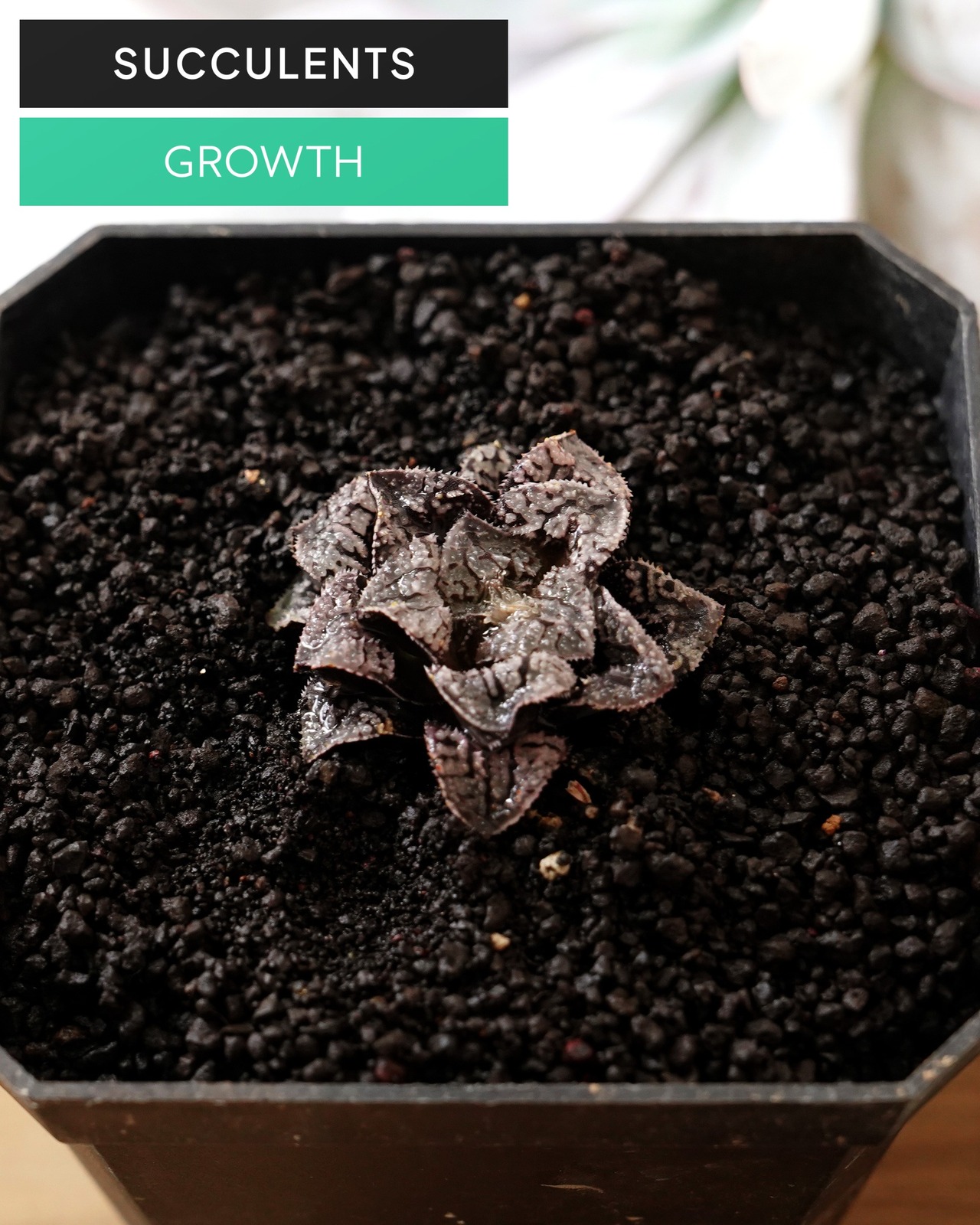 一部発根済カット苗 ハオルチア ブルーダイヤモンド M Haworthia 'Blue Diamond'