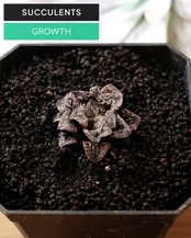 一部発根済カット苗 ハオルチア ブルーダイヤモンド M Haworthia 'Blue Diamond'