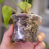 Anthurium Queen of Heart / アンスリウム クイーン オブ ハート⑲ / 観葉植物<育て方・花言葉>